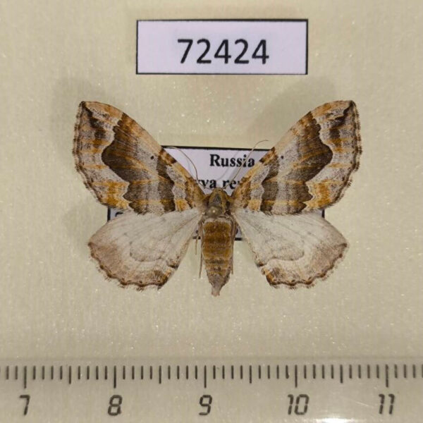 Geometridae Pelurga comitata f Tyva rep.