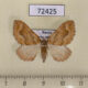 72425p Geometridae Pelurga comitata f Tyva rep. $5