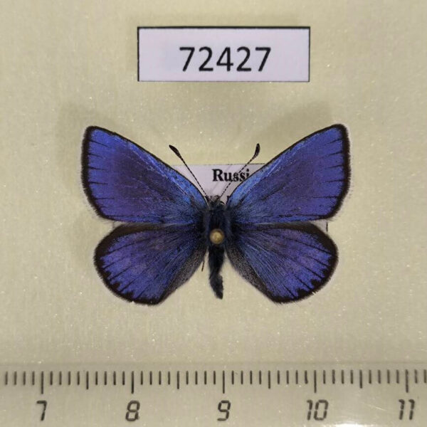 Lycaenidae Albulina orbitulus Tyva rep.