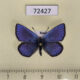 72427p Lycaenidae Albulina orbitulus Tyva rep. $8