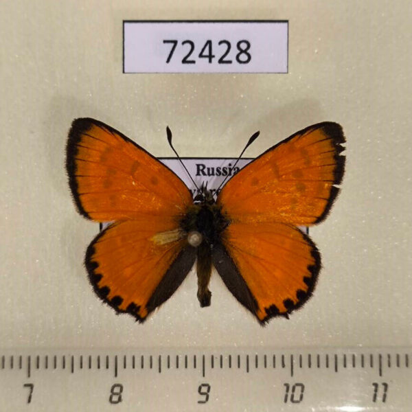 Lycaenidae Heodes virgaureae Tyva rep.