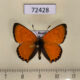 72428p Lycaenidae Heodes virgaureae Tyva rep. $3