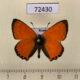 72430p Lycaenidae Heodes virgaureae Tyva rep. $8