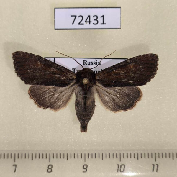 Noctuidae Apamea crenata Tyva rep.