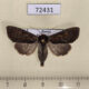 72431p Noctuidae Apamea crenata Tyva rep. $5