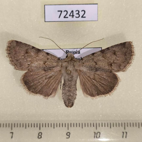 Noctuidae Dichagyris ignara Tyva rep.