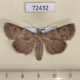 72432p Noctuidae Dichagyris ignara Tyva rep. $30