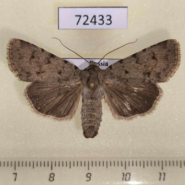 Noctuidae Dichagyris ignara Tyva rep.