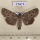 72433p Noctuidae Dichagyris ignara Tyva rep. $25