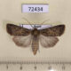72434p Noctuidae Euxoa cursoria currens f Tyva rep. $20