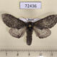 72436p Notodontiidae Notodonta torva Tyva rep. $3