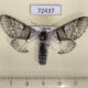 72437p Notodontiidae Furcula bifida f Tyva rep. $10