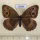 72446p Satyridae Satyrus ferula f Tyva rep. $12