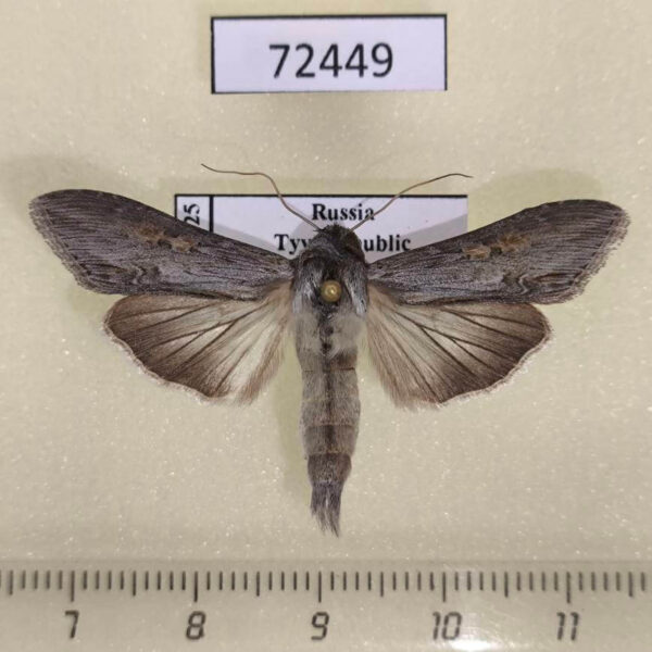 Noctuidae Cucullia amota Tyva rep.