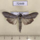 72449p Noctuidae Cucullia amota Tyva rep. $50