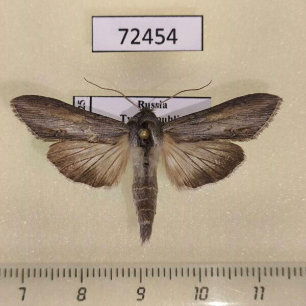 Noctuidae Cucullia amota Tyva rep.