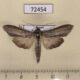72454p Noctuidae Cucullia amota Tyva rep. $50