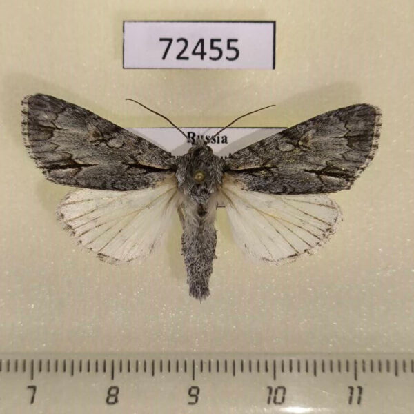 Noctuidae Acronicta psi Tyva rep. 