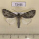 72455p Noctuidae Acronicta psi Tyva rep. $7