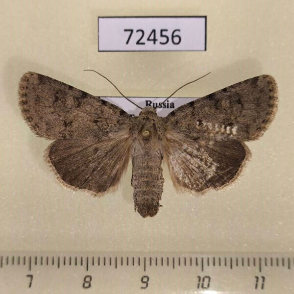 Noctuidae Dichagyris ignara Tyva rep.