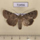 72456p Noctuidae Dichagyris ignara Tyva rep. $15