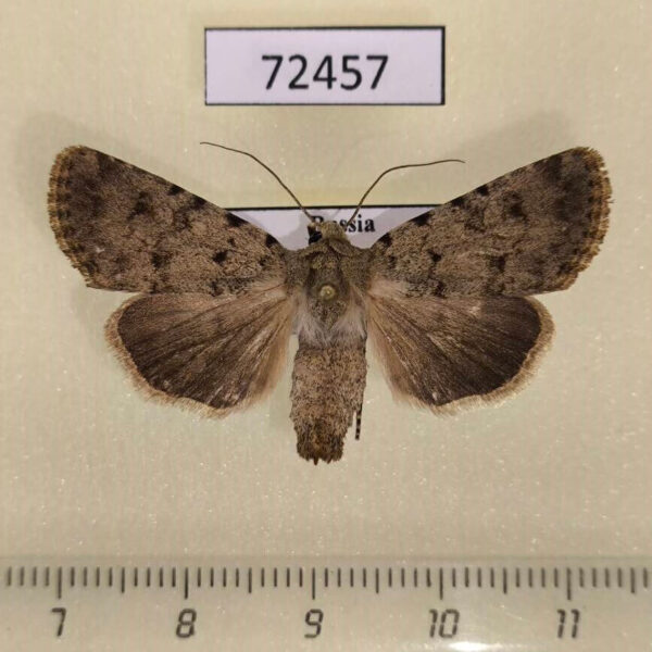 Noctuidae Dichagyris ignara Tyva rep.