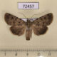 72457p Noctuidae Dichagyris ignara Tyva rep. $30