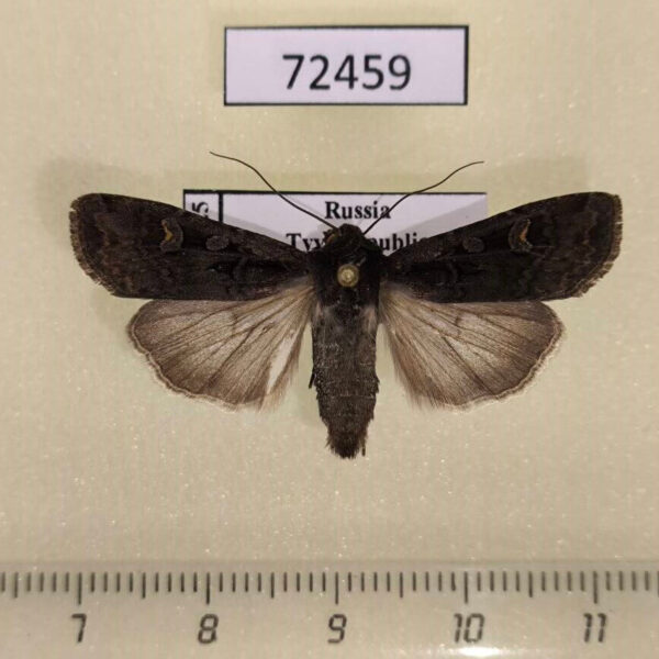 Noctuidae Euxoa adumbrata Tyva rep.