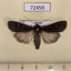 72459p Noctuidae Euxoa adumbrata Tyva rep. $5