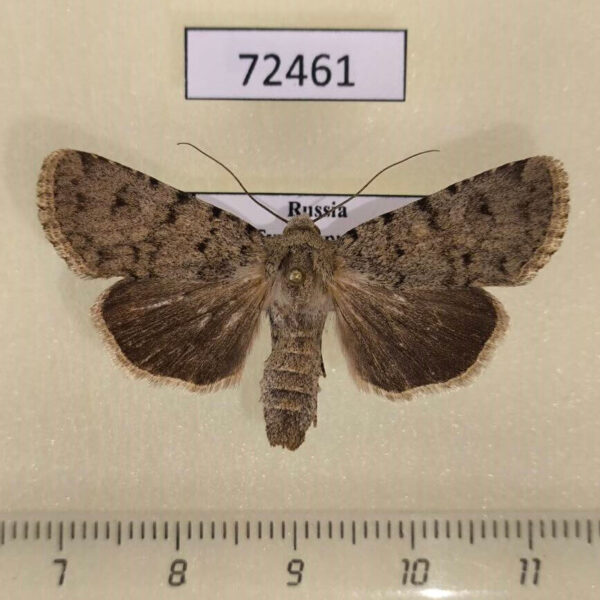 Noctuidae Dichagyris ignara Tyva rep.
