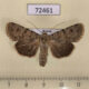 72461p Noctuidae Dichagyris ignara Tyva rep. $30