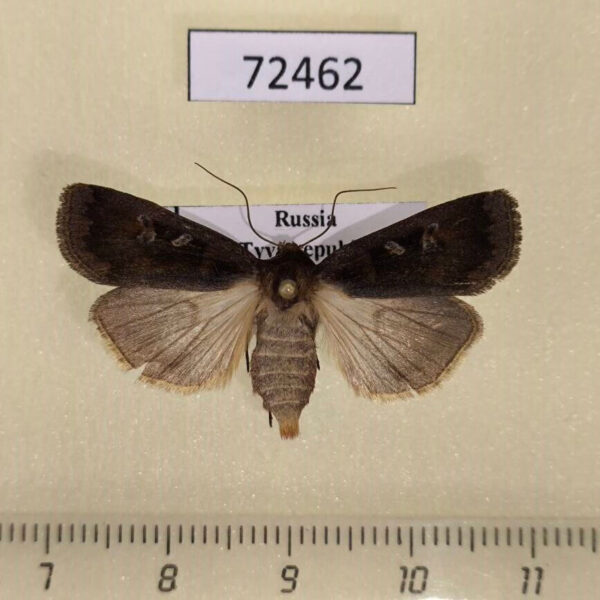 Noctuidae Pseudohermonassa cicatricosa Tyva rep.