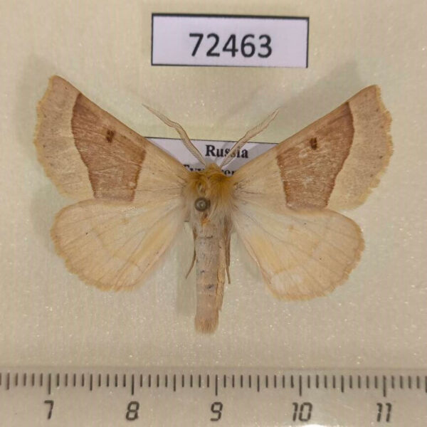 Geometridae Crocallis elinguaria Tyva rep.