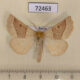 72463p Geometridae Crocallis elinguaria Tyva rep. $6