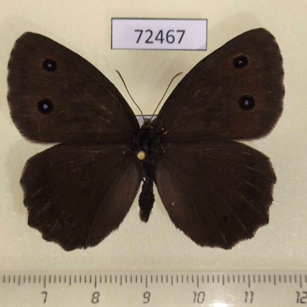 Satyridae Satyrus dryas Tyva rep.