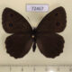 72467p Satyridae Satyrus dryas Tyva rep. $4