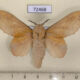 72468p Lasiocampidae Gastropacha populifolia Tyva rep. $8