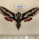 72473p Sphingidae Hyles exilis f Tyva rep. $35