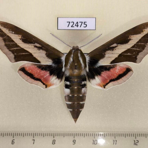 Sphingidae Hyles exilis f Tyva rep.