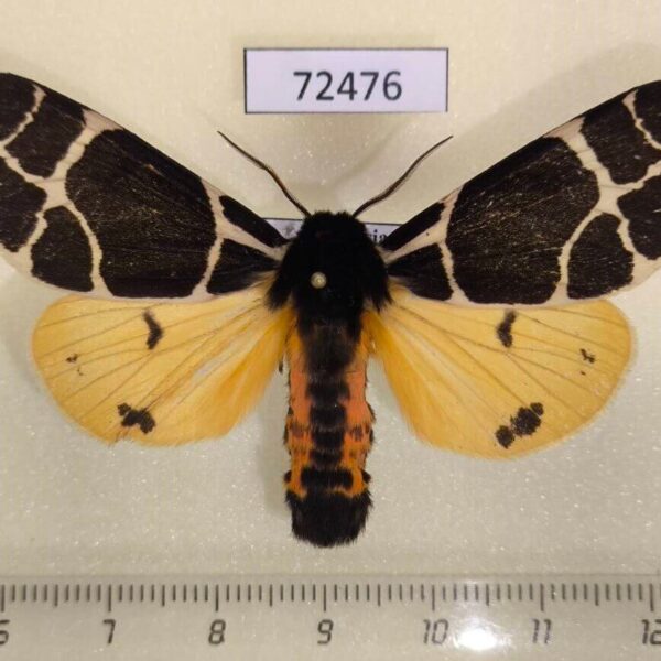 Arctiidae Arctia flavia Tyva rep.