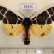 72476p Arctiidae Arctia flavia Tyva rep. $7