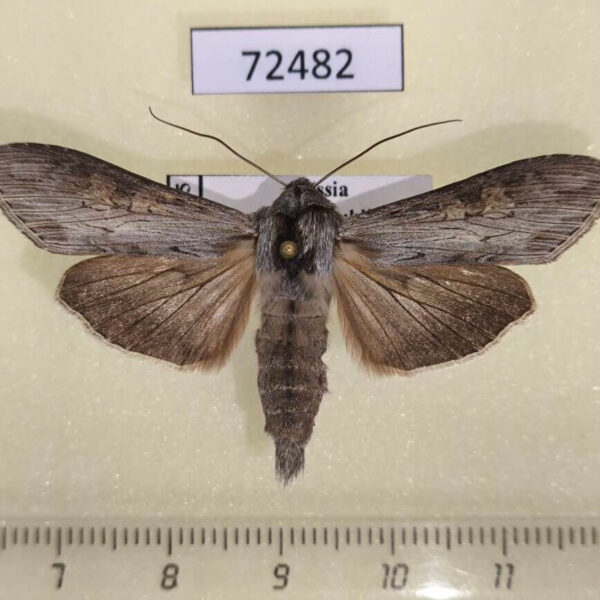 Noctuidae Cucullia distinguenda Tyva rep.