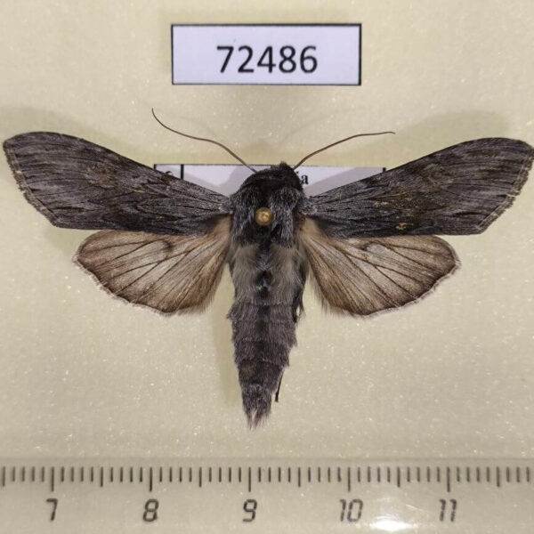 Noctuidae Cucullia lucifuga Tyva rep.