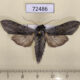 72486p Noctuidae Cucullia lucifuga Tyva rep. $8