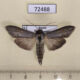 72488p Noctuidae Cucullia amota Tyva rep. $50