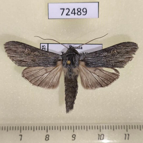 Noctuidae Cucullia papoka Tyva rep.