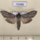72490p Noctuidae Cucullia papoka Tyva rep. $13