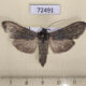 72491p Noctuidae Cucullia papoka Tyva rep. $4