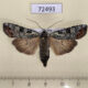 72493p Noctuidae Actebia praecurrens f Tyva rep. $8