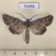 72496p Noctuidae Ctenoceratoda sukharevae Tyva rep. $20